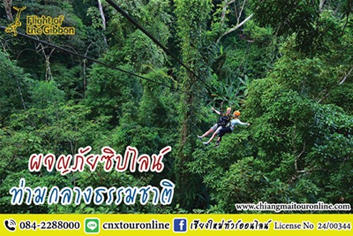ทัวร์เชียงใหม่ Flight of the Gibbon